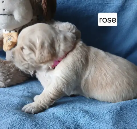 Golden Retriever  Miss Rose Des Jardins D'Or Et D'Amb ec725