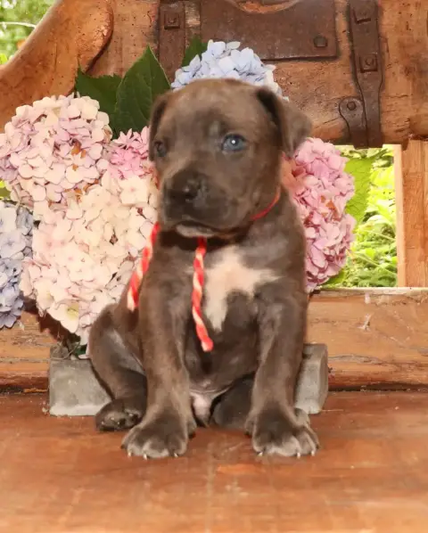 Cane Corso  Collier Bariolet Du Domaine Des Vents Lan 5327f