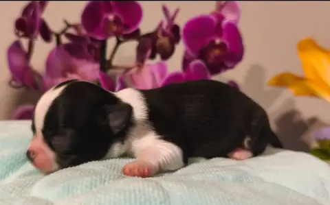 Chihuahua  Billy The Kid De L'Eclipse Du J'Gembad photo 3