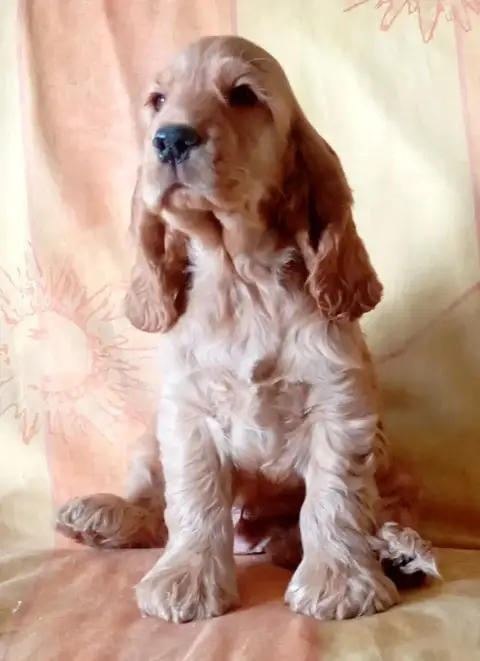 Cocker Spaniel Anglais  Chiotboleron°1 Du Talai photo 3