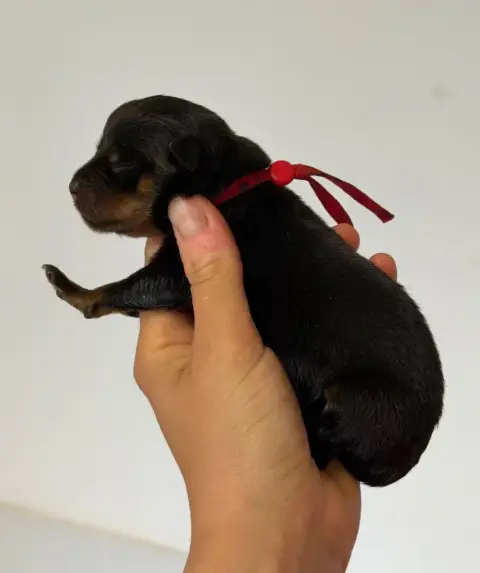 Rottweiler