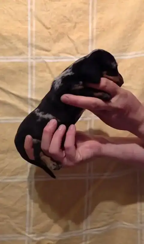 Teckel Poil Ras  Chiot photo 2