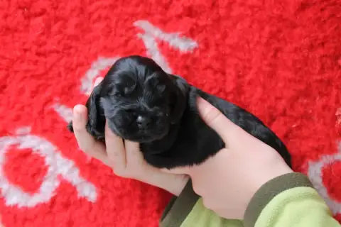 Cocker Spaniel Anglais  B Brush Master