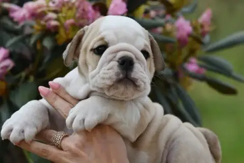 Bulldog Anglais  Bossanova Di Vendra Nera photo 2