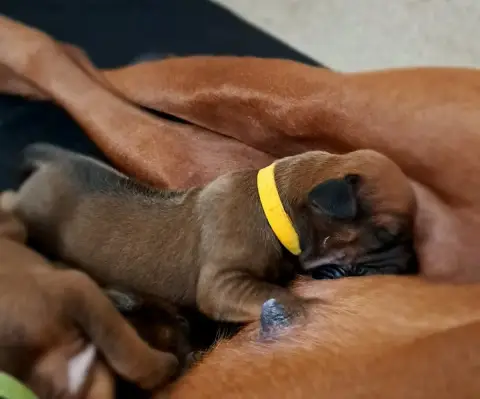 Rhodesian Ridgeback  Bakari Kutamba Familia Nostra