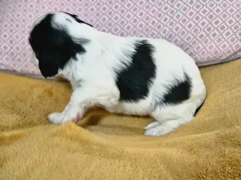 Cavalier King Charles Spaniel  Chiot N°3 Du Murat photo 2
