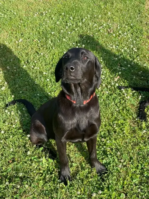 Labrador Retriever  Archie Monkslea