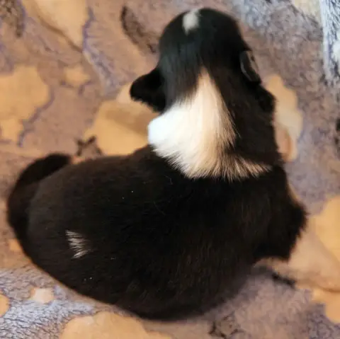 Shetland Sheepdog  Chiot 1 Du Puits Saint Loup photo 2