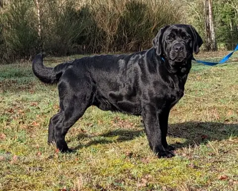 Labrador Retriever  Noire 2 Des Terres Sacrees photo 3