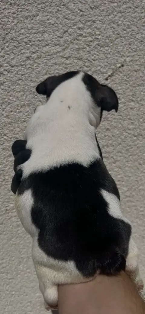 Bouledogue Français 
                        Chiot N° a9a72 photo 3