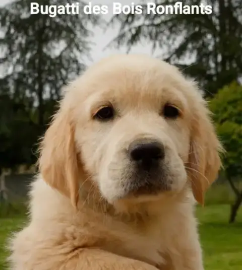 Golden Retriever  Bugatti Des Bois Ronflants photo 2