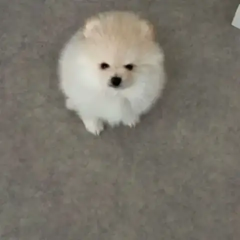 Magnifiques Chiots Spitz Nain Poméranien Lof