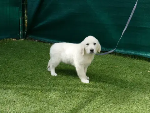Golden Retriever photo 2
