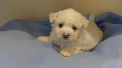 Adopter Bichon Frise  Chiot N°1 Du Domaine Des Ecorces