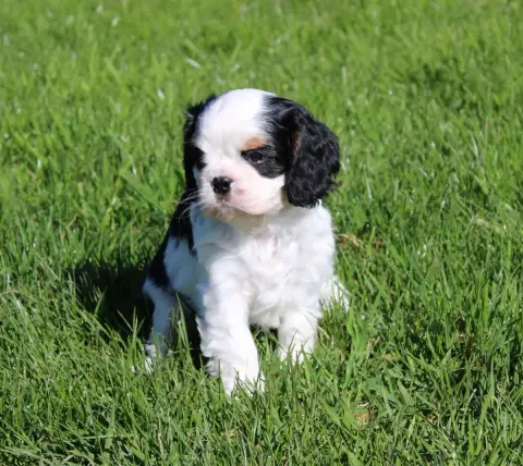 Cavalier King Charles Spaniel  Chiot N°2