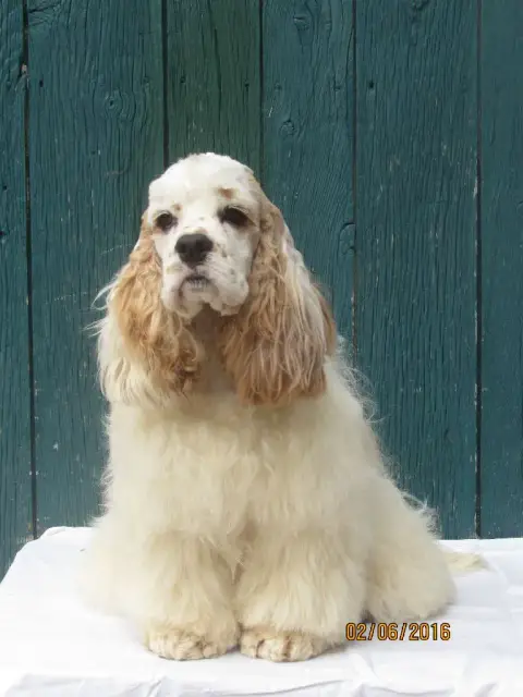 American Cocker Spaniel photo 2