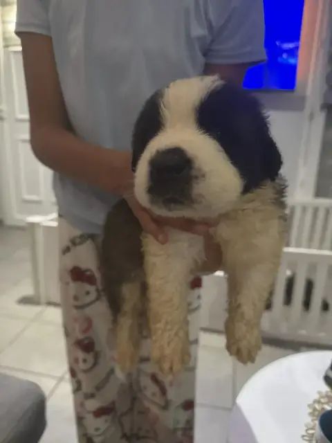 Chien Du Saint-