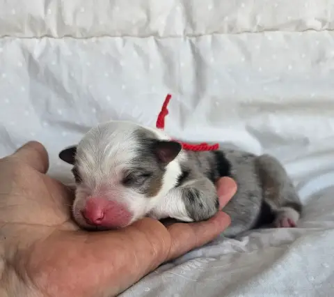 Berger Australien  Chiot N°7 Des Amours De Claya