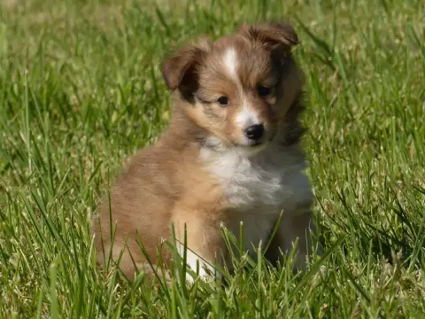 Shetland Sheepdog  Monsieur Barney Du Domaine De Bois 30326