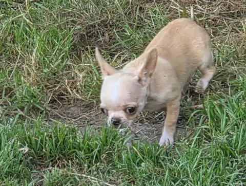 Chihuahua  Bohèm D'Oclair Des Loups
