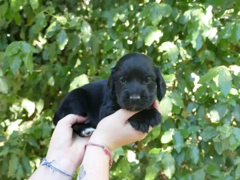 Cocker Spaniel Anglais