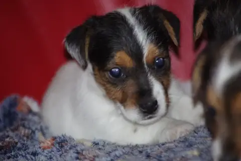 Jack Russell Terrier  Bimbo A L'Ouest Des Prés De L'A 55aac photo 3