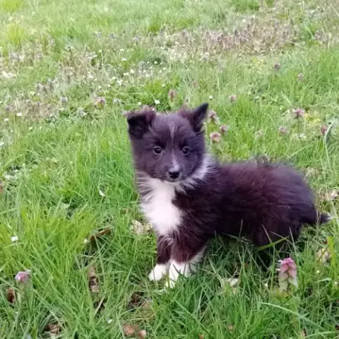 Magnifique Et Rare Chiot Poshie (Spitz /Shetland)