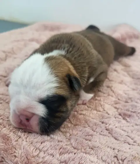 Bulldog Anglais  "Birkin Jane" photo 3