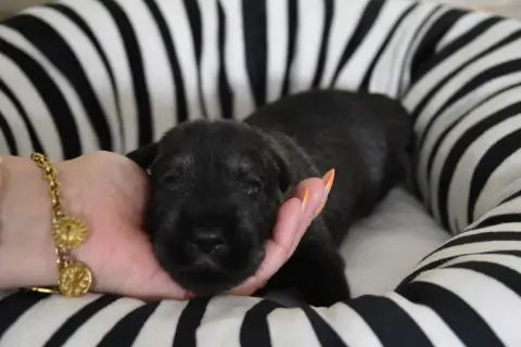 Schnauzer  Chiot 4 Du Domaine De Prescalix photo 2