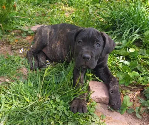 Cane Corso  Collier Fushia De La Tribu Amazone photo 2