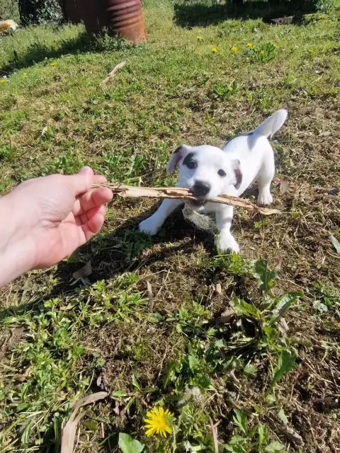 Jack Russell Terrier  Borealis Ancestors Spirits De L a21d2 photo 2