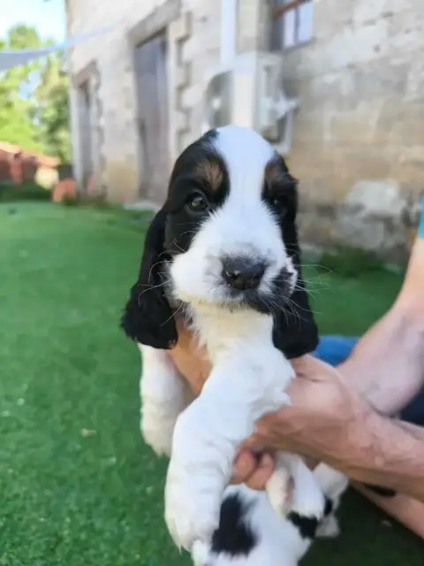 Cocker Spaniel Anglais  Chiot N°8 Des Joyaux Du Petit c87cd