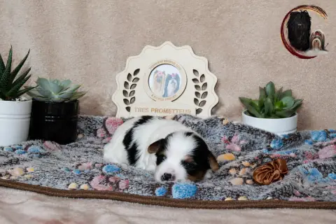 Biewer Terrier  Marron Black Of Angels Life photo 2