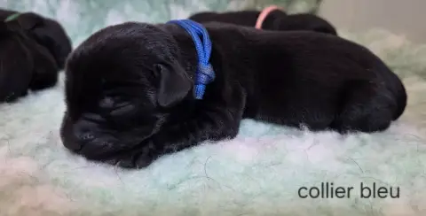 Labrador Retriever  Collier Bleu Du Gardien Des Aulno 16e0f