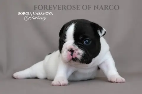 Bouledogue Français  Borgia Casanova Blueberry Foreve 54f39 photo 2