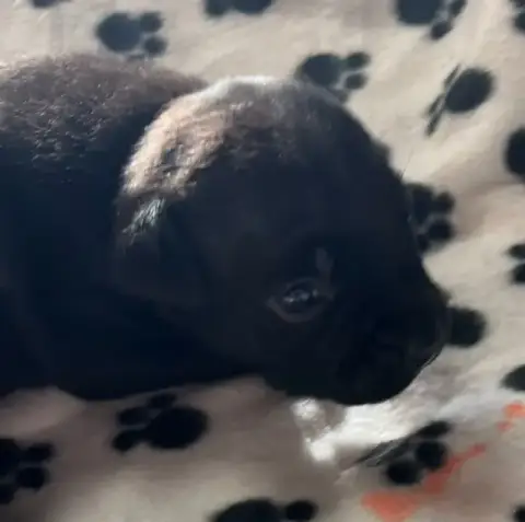 Staffordshire Bull Terrier  Noir De L'Aube Lyonnaise a7bf6 photo 2