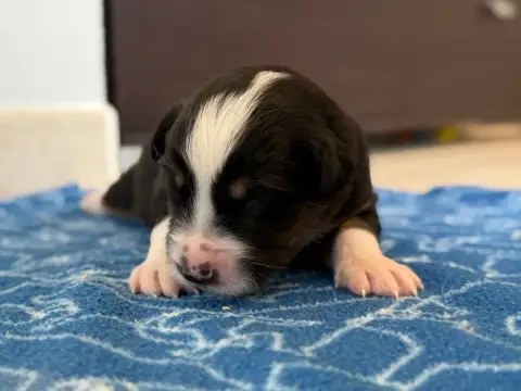 Berger Australien  Chiot 9 Au Royaume Des Jolies Perl b1bc3