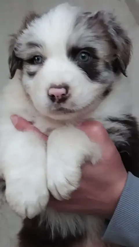 Berger Australien  Chiot N°5 Du Chemin De Mathenou