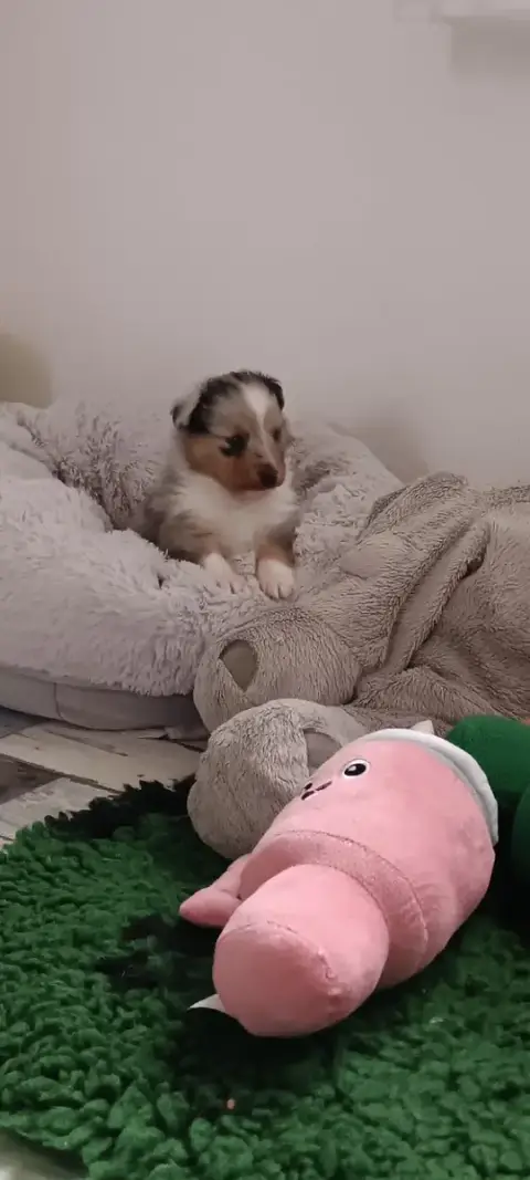 Shetland Sheepdog  Barney Des Dobs D'Arnoline