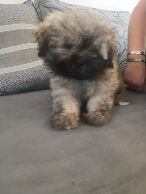 Lhassa Apso  Bibus A Pazzia D'Aurelia