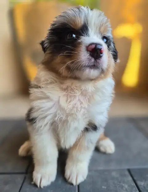 Berger Australien  Chiot photo 2