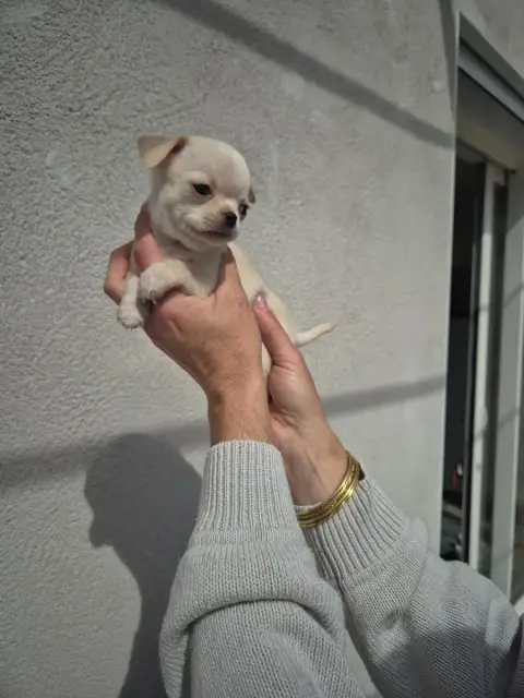 Chihuahua  Bear'S