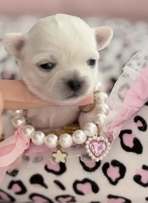 Chihuahua  Bianca