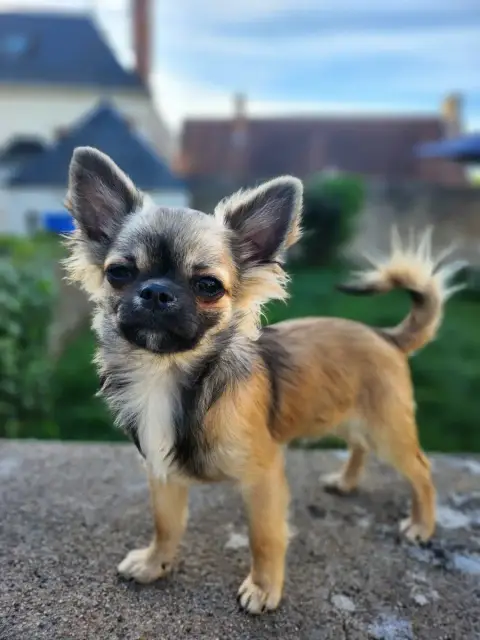 Chihuahua  Archie Arrow Mes Bebes De Presbytere