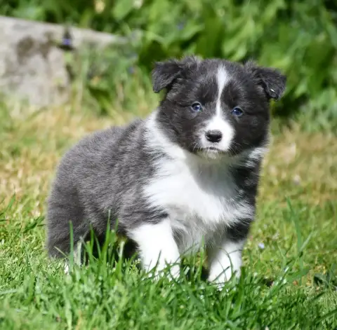 Border Collie  Fille Bleu Of Pacific Spirit