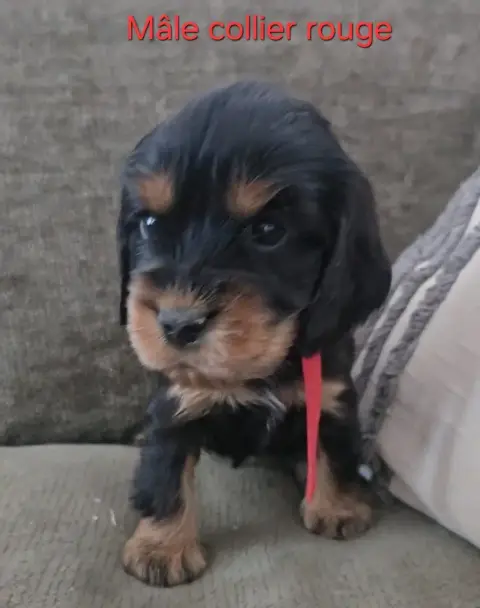 Cocker Spaniel Anglais  Collier Rouge Du Galain