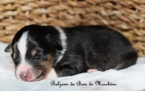 Shetland Sheepdog  Balzane Du Bois De Morchène photo 2