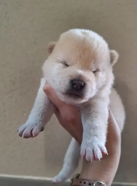 Shiba  Chiot 4 Gion Corner