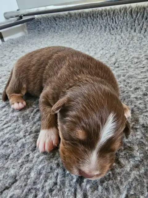 Berger Australien  Chiot 4 Of Luna'S Farm
