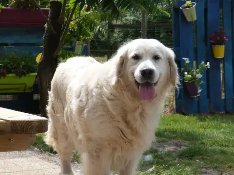 Golden Retriever  Chiot 4 De La Plaine Des Peupliers dd038 photo 3